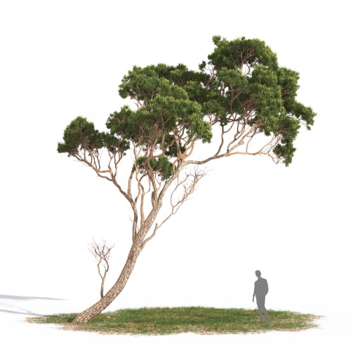 Pinus pinea 17 AM269