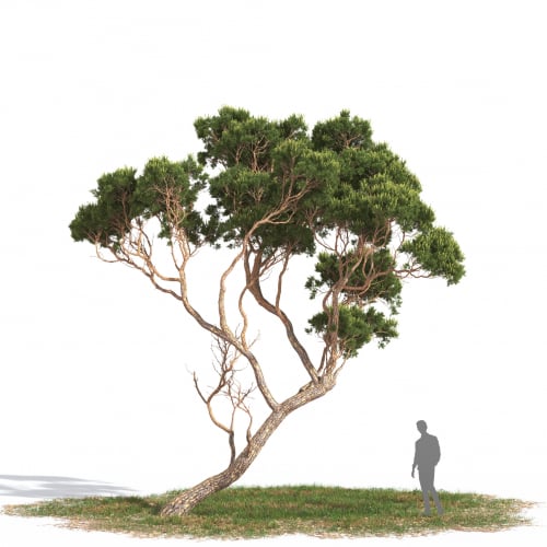 Pinus pinea 18 AM269