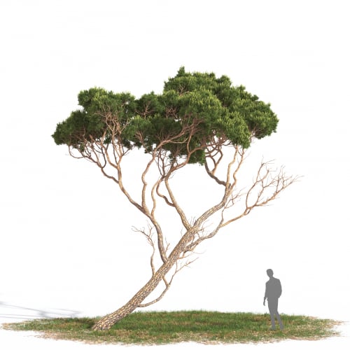 Pinus pinea 19 AM269