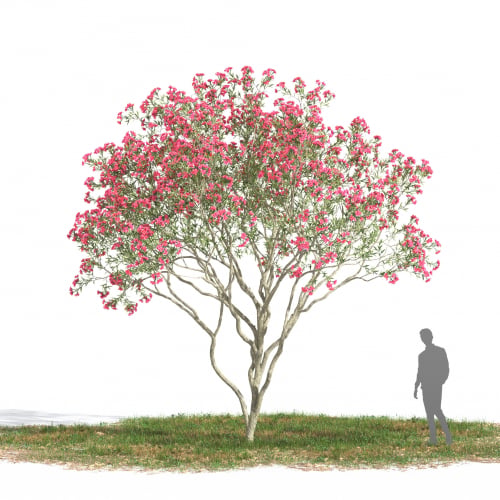 Nerium oleander 20 AM269