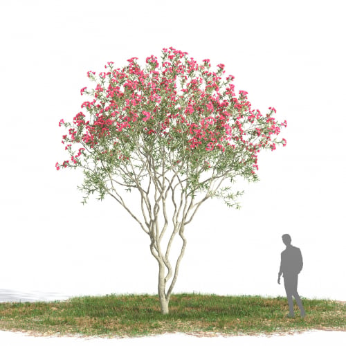 Nerium oleander 21 AM269
