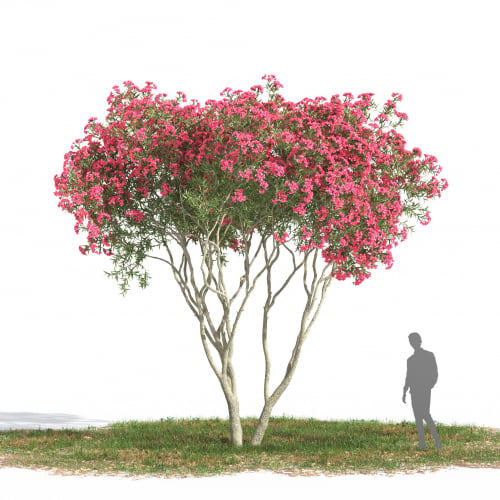 Nerium oleander 22 AM269