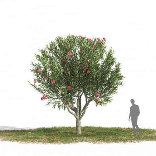 Nerium oleander 24 AM269