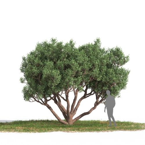 Cupressus sempervirens 33 AM269