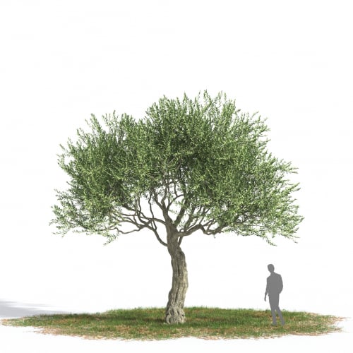 Olea europaea 35 AM269