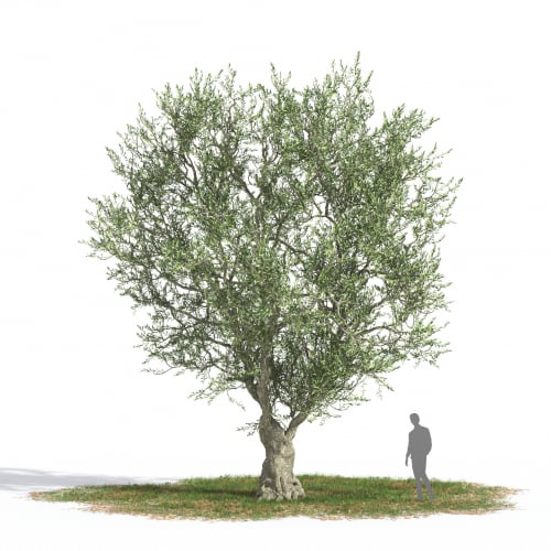Olea europaea 36 AM269