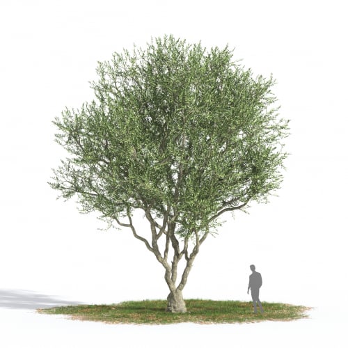 Olea europaea 37 AM269