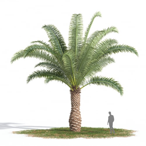 Phoenix canariensis 40 AM269