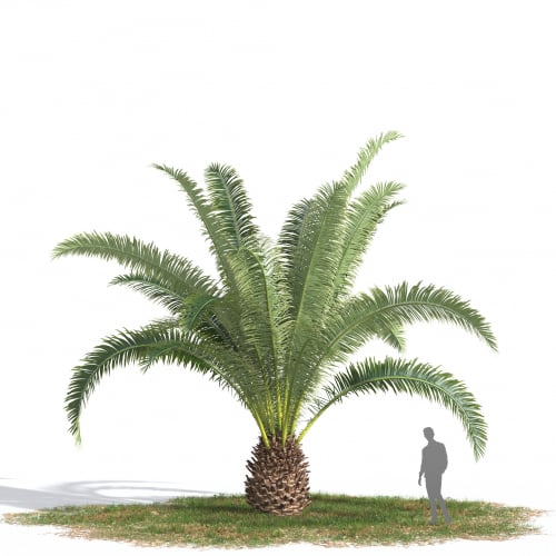 Phoenix canariensis 41 AM269