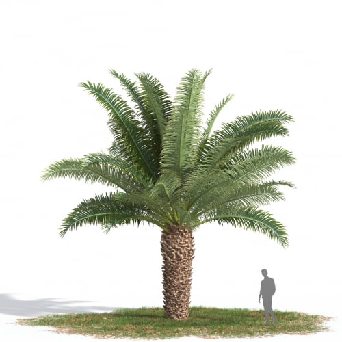 Phoenix canariensis 42 AM269
