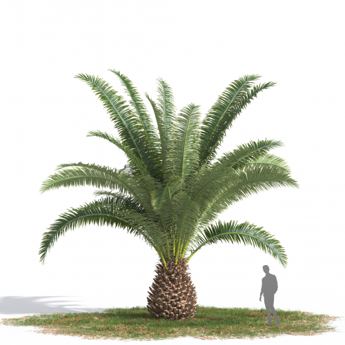 Phoenix canariensis 43 AM269