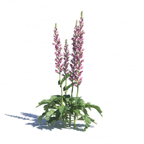 Acanthus hungaricus 1 AM275 Archmodels