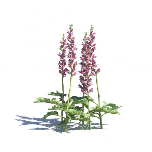 Acanthus hungaricus 2 AM275 Archmodels