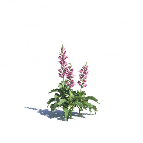 Acanthus hungaricus 3 AM275 Archmodels