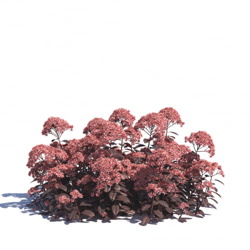 Sedum telephium 4 AM275 Archmodels