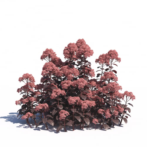 Sedum telephium 6 AM275 Archmodels