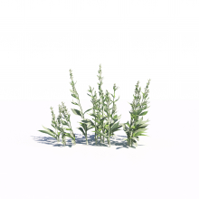 Artemisia ludoviciana 8 AM275 Archmodels