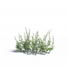 Artemisia ludoviciana 9 AM275 Archmodels