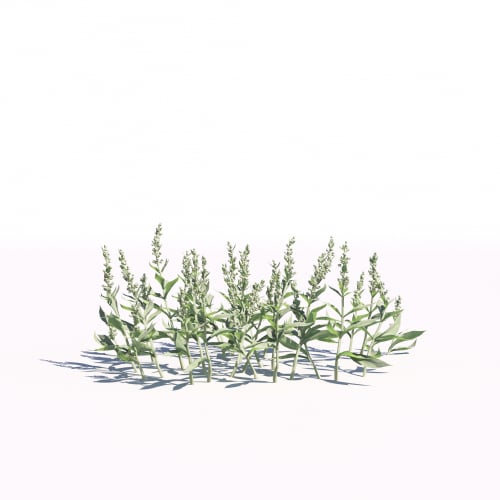 Artemisia ludoviciana 10 AM275 Archmodels