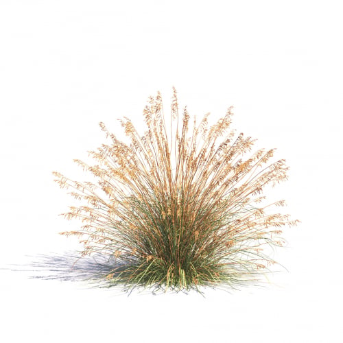 Deschampsia caespitosa 12 AM275 Archmodels