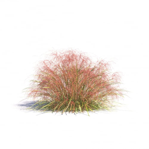 Stipa arundinacea 16 AM275 Archmodels