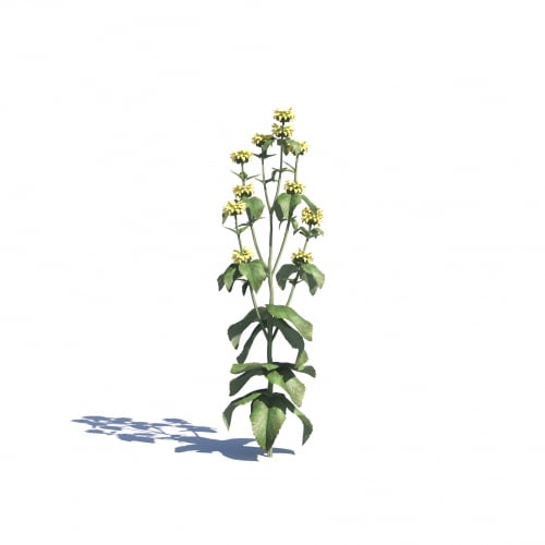 Phlomis russeliana 19 AM275 Archmodels