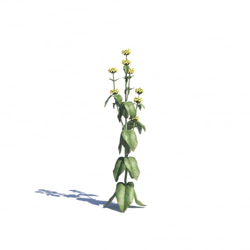 Phlomis russeliana 20 AM275 Archmodels