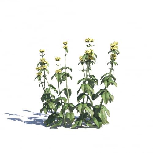 Phlomis russeliana 22 AM275 Archmodels