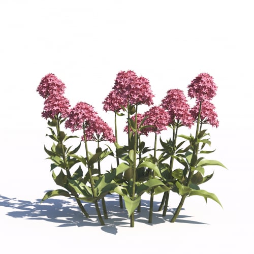 Centranthus Ruber 23 AM275 Archmodels