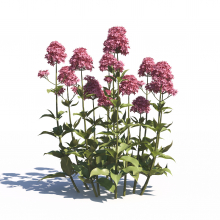 Centranthus Ruber 24 AM275 Archmodels