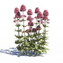 Centranthus Ruber 25 AM275 Archmodels