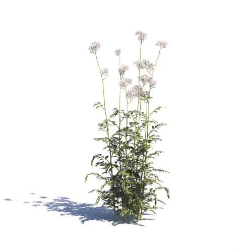 Centranthus Ruber 26 AM275 Archmodels