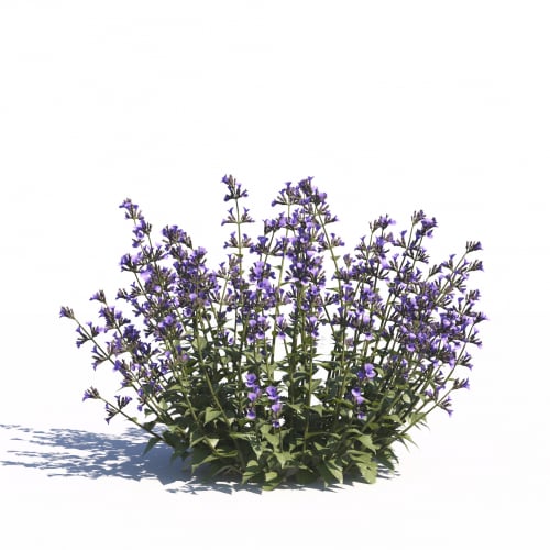 Nepeta 29 AM275 Archmodels