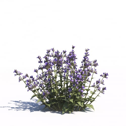 Nepeta 30 AM275 Archmodels
