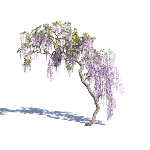 Wisteria sinensis 31 AM275 Archmodels