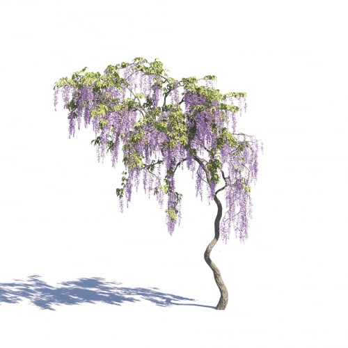 Wisteria sinensis 32 AM275 Archmodels