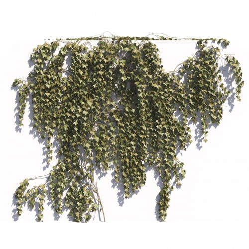 Parthenocissus tricuspidata 36 AM275 Archmodels