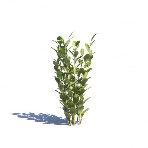 Laurus nobilis 40 AM275 Archmodels