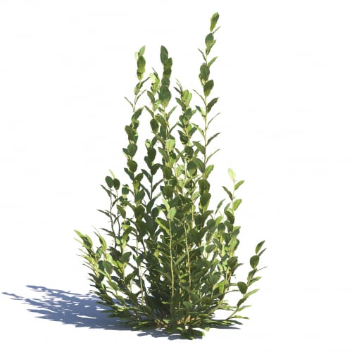 Laurus nobilis 42 AM275 Archmodels