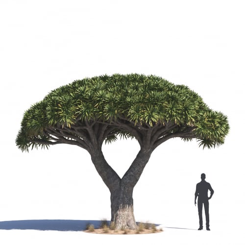Dracaena draco 13 AM276 Archmodels