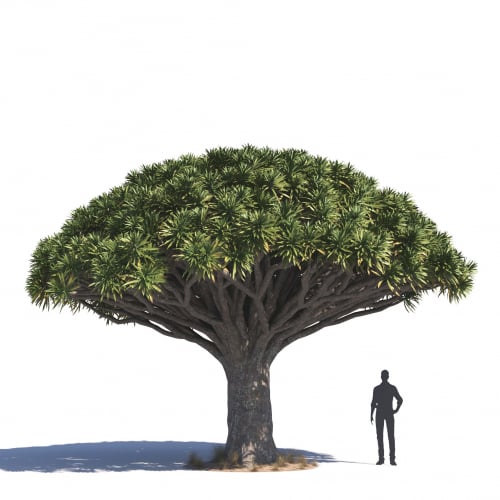 Dracaena draco 14 AM276 Archmodels