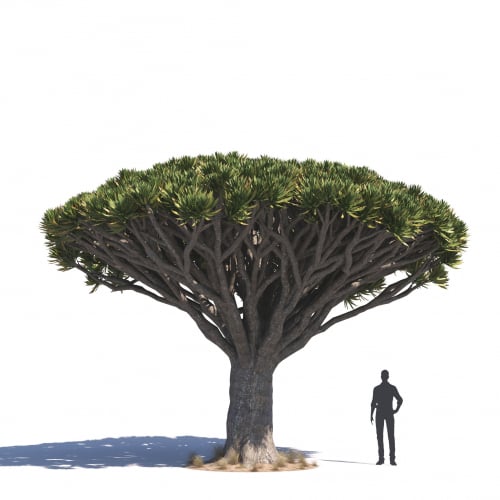 Dracaena draco 15 AM276 Archmodels