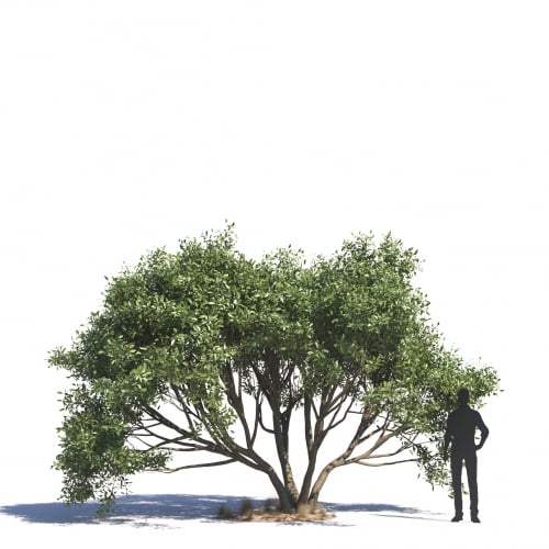 Ficus Salicifolia 16 AM276 Archmodels