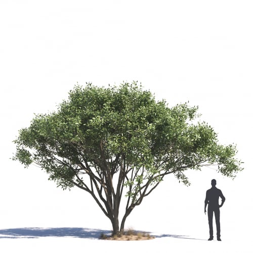 Ficus Salicifolia 17 AM276 Archmodels
