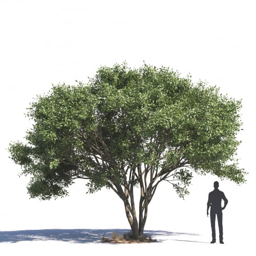 Ficus Salicifolia 18 AM276 Archmodels