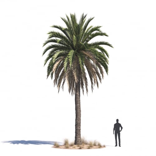 Phoenix canariensis 28 AM276 Archmodels