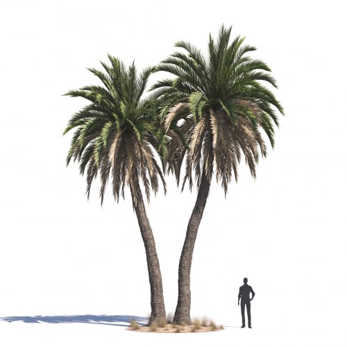 Phoenix canariensis 29 AM276 Archmodels