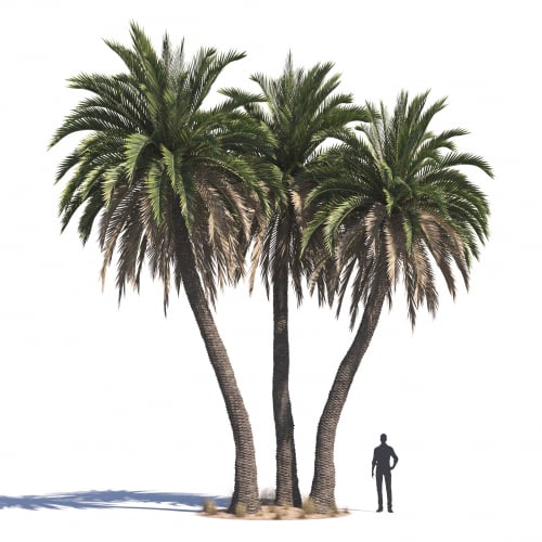 Phoenix canariensis 30 AM276 Archmodels