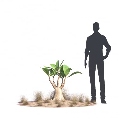 Adenium arabicum 37 AM276 Archmodels