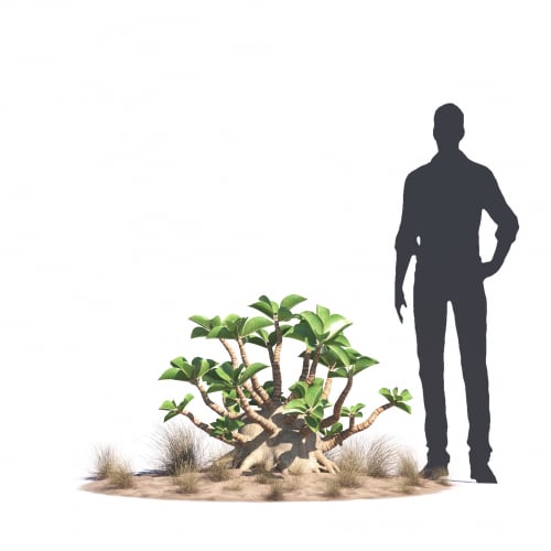 Adenium arabicum 38 AM276 Archmodels